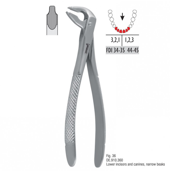Atramatic extraction forceps notched beaks fig. 36