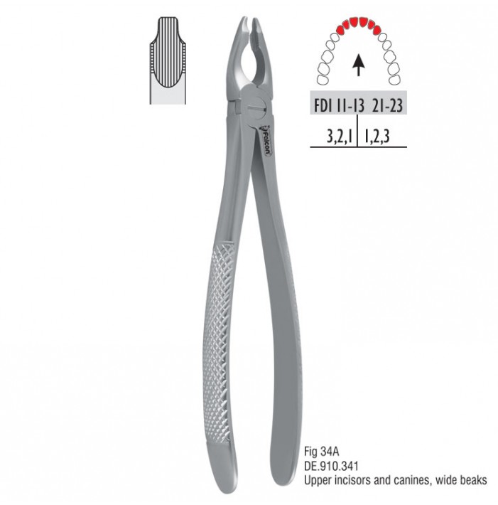 Atramatic extraction forceps notched beaks fig. 34A