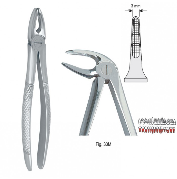 Extracting forceps European pattern fig. 33M