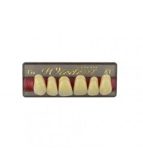 Estetic zęby akrylowe przednie górne fason 41, kolor G3, 6 szt.