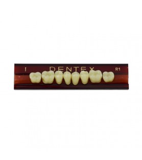 Zęby akrylowe boczne dolne I, kolor R1, 8 szt.