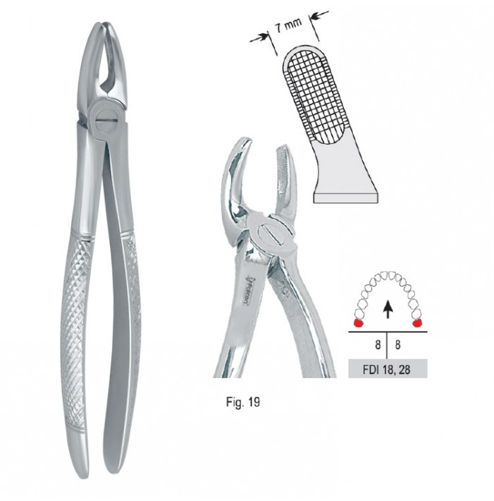 Extracting forceps European pattern fig. 19