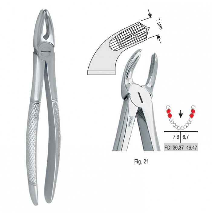 Extracting forceps European pattern fig. 21