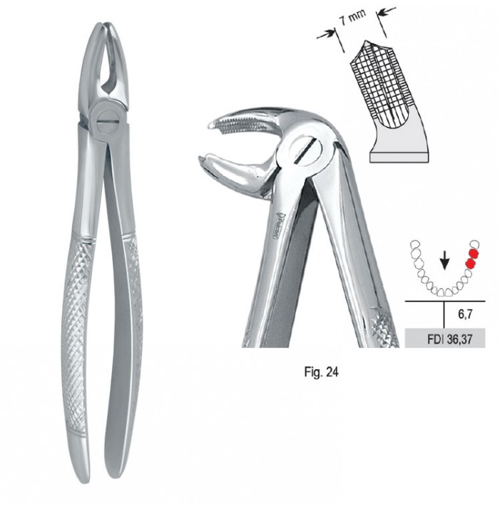 Extracting forceps European pattern fig. 24