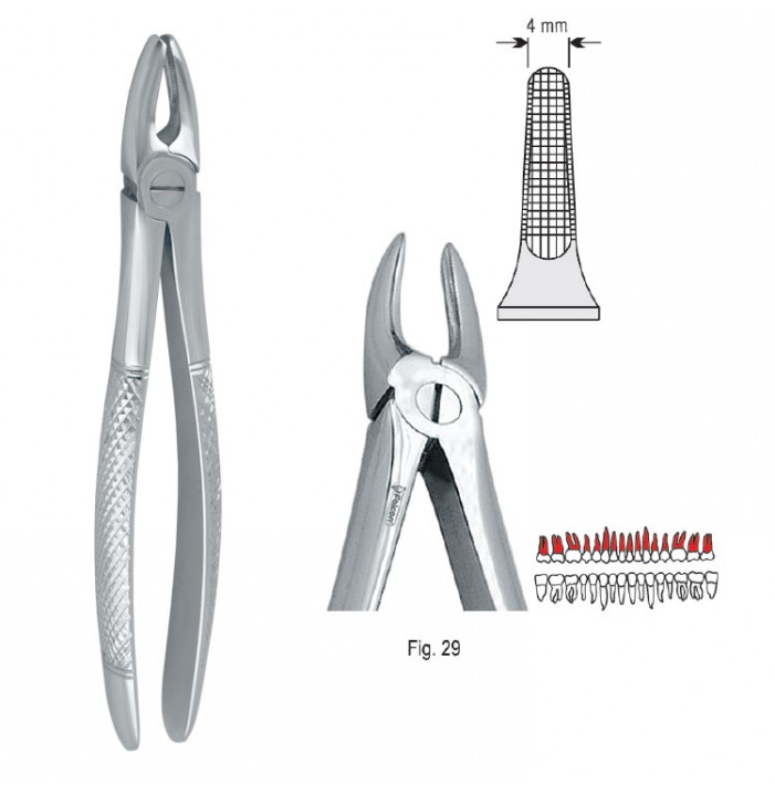 Extracting forceps European pattern fig. 29