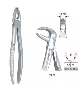Extracting forceps European pattern fig. 75