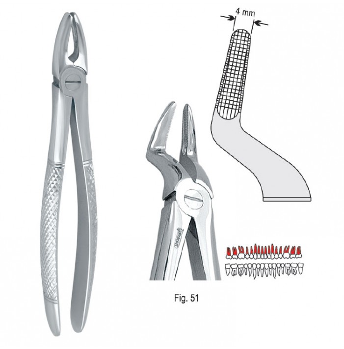 Extracting forceps European pattern fig. 51