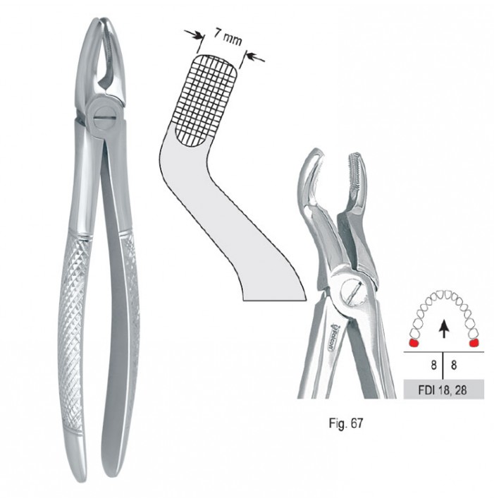 Extracting forceps European pattern fig. 67