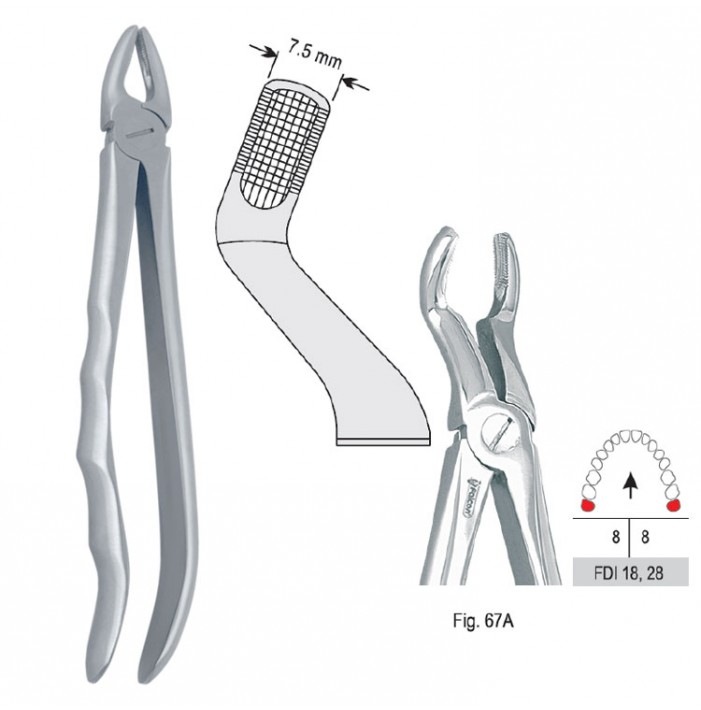 Extracting forceps with anatomical handle fig. 67A