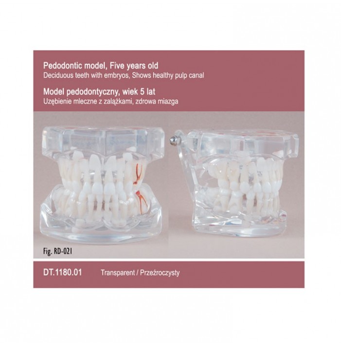 Pediatrics Five Years Old – Transparent – Deciduos Dentition With Embryos
