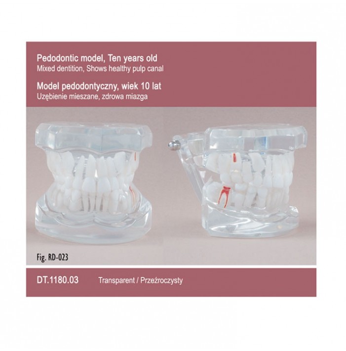 Pediatrics Ten Years Old – Transparent – Mixing Dentition