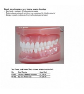 Real Series Model stomatologiczny zgryz idealny baza różowa wielkość naturalna
