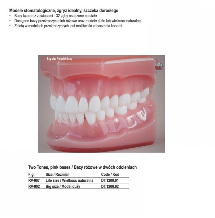 Real Series Dental model ideal occlusion pink base, life size