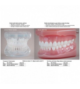 Real Series Model stomatologiczny zgryz idealny przeźroczysty wielkość naturalna