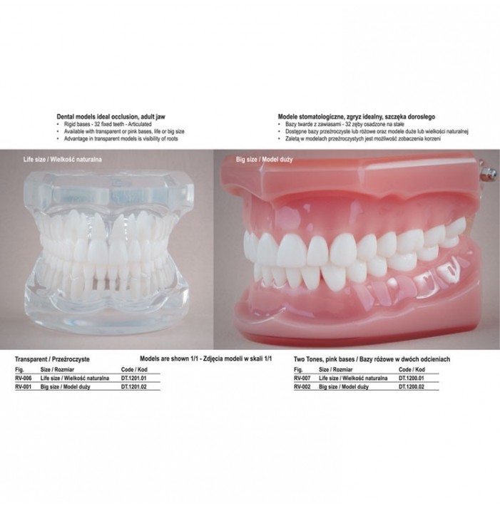 Real Series Model stomatologiczny zgryz idealny, przeźroczysty, wielkość naturalna