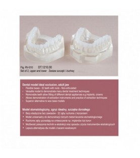 Real Series Model stomatologiczny zgryz idealny baza elastyczna wielkość naturalna
