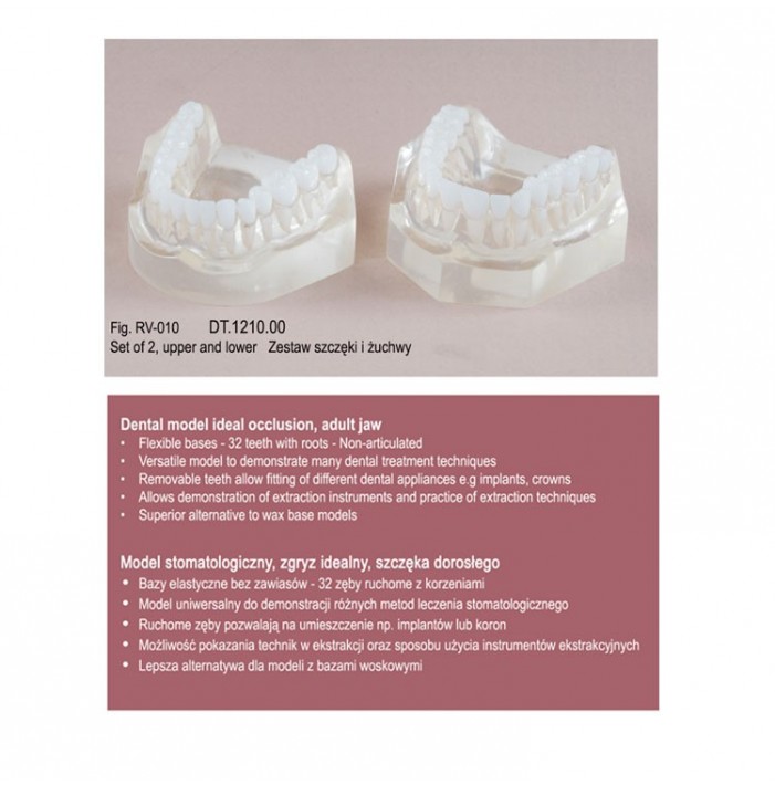 Real Series Dental model ideal occlusion transparent flexible base, life size