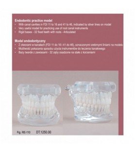 Real Series Model endodontyczny przeźroczysty wielkość naturalna