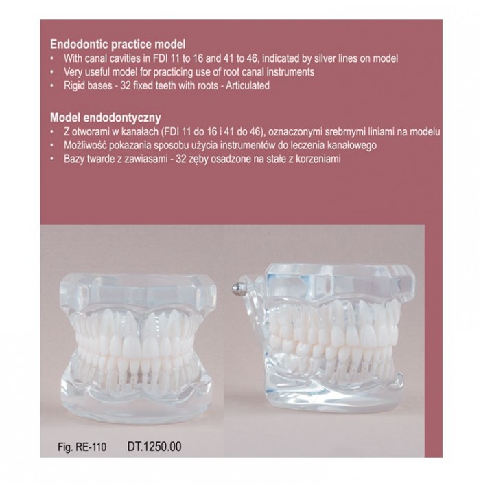 Real Series Model endodontyczny przeźroczysty, wielkość naturalna
