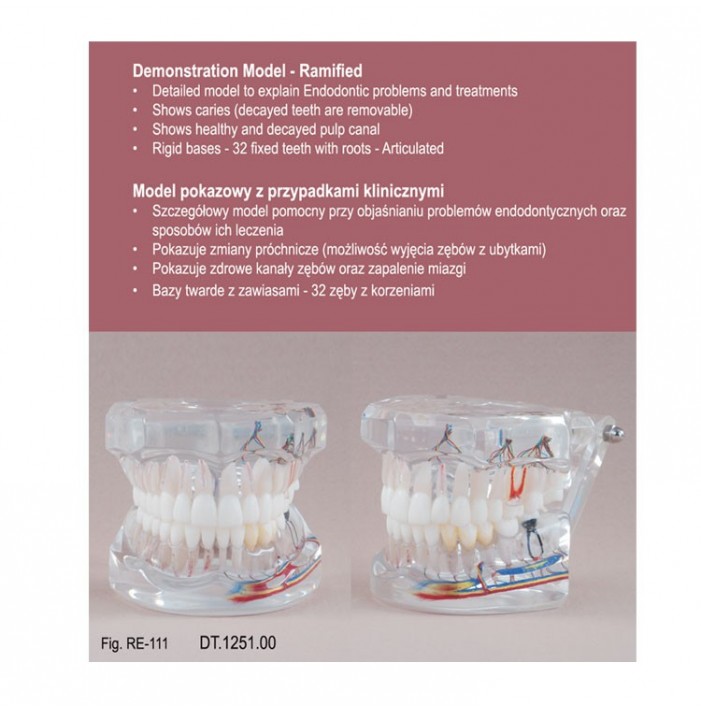 Real Series Model endodontyczny z przypadkami klinicznymi przeźroczysty, wielkość naturalna