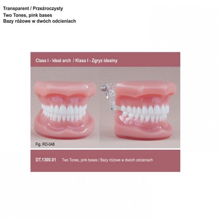 Real Series Orthodontic model pink base, Class I ideal occlusion