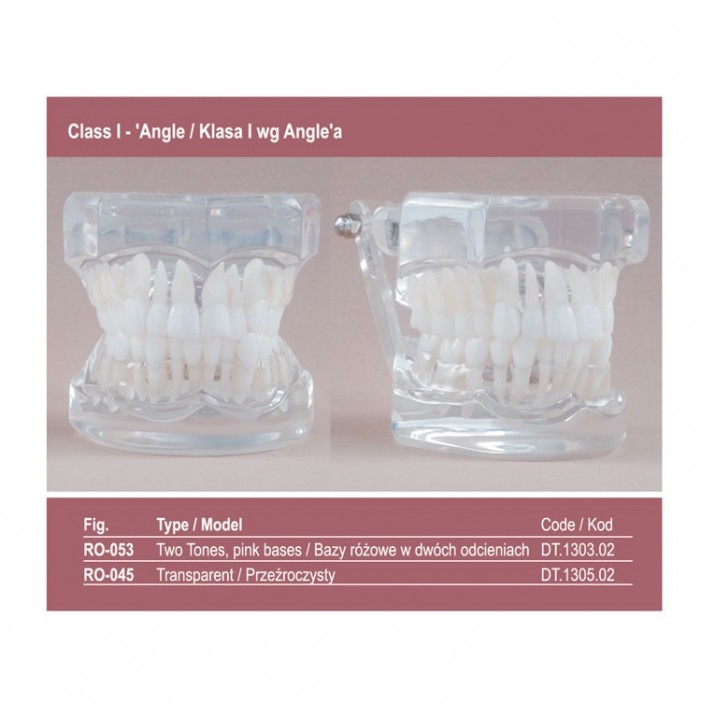 Real Series Model ortodontyczny, baza różowa, klasa I wg Angle'a