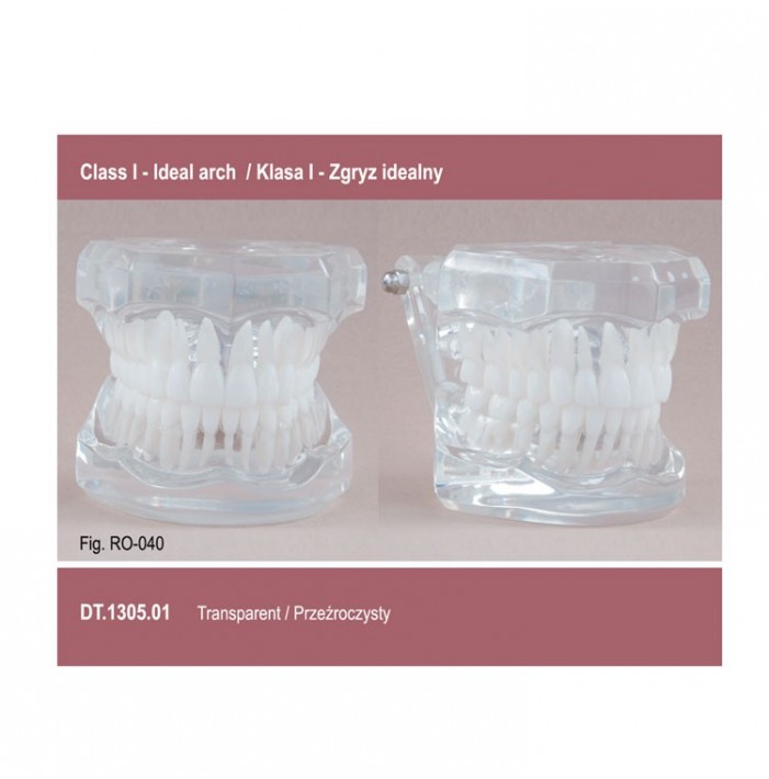 Real Series Orthodontic model transparent base, Class I ideal occlusion