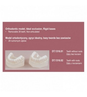 Real Series Orthodontic model rigid base, Class I removable teeth without roots