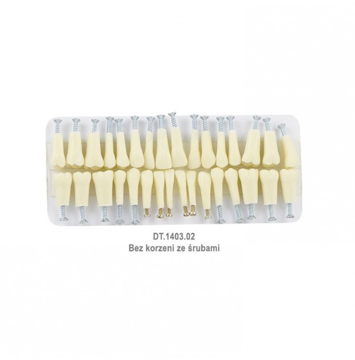 Plastic teeth for Typodont, set of 32 pieces without roots with screws