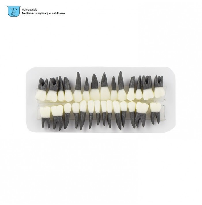 Plastic teeth for Typodont, set of 28 pieces with roots