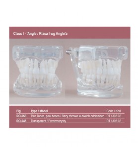 Real Series Orthodontic model flexible base, Class I removable teeth with roots