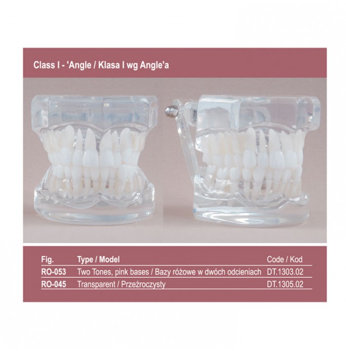 Real Series Orthodontic model flexible base, Class I removable teeth with roots