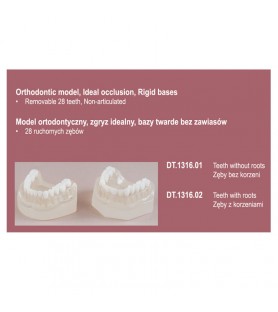 Real Series Orthodontic model rigid base, Class I removable teeth with roots