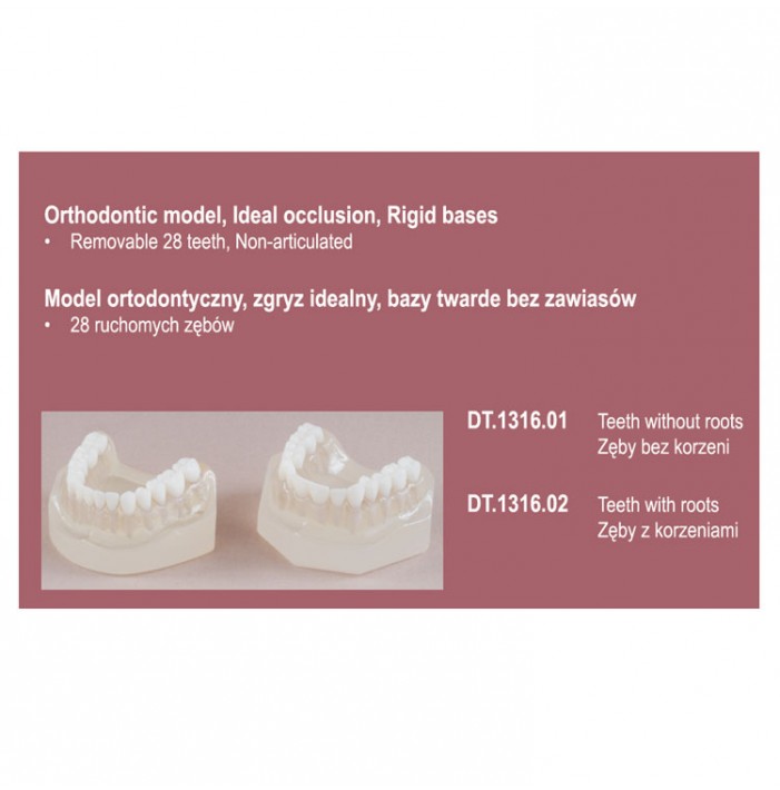 Real Series Model ortodontczny klasa I, baza twarda z ruchomymi zębami z korzeniami