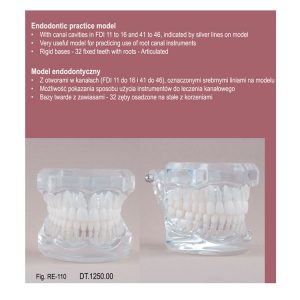 Real Series Model endodontyczny przeźroczysty wielkość naturalna