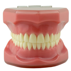 Real Series Dental model ideal occlusion pink base, life size