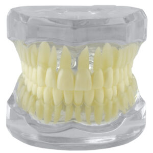 Real Series Dental model ideal occlusion transparent, life size