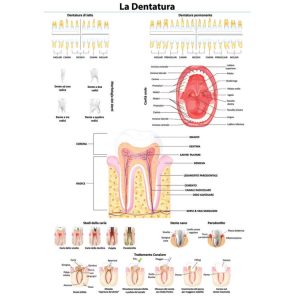 Plakat uzębienie (wersja angielska) 345 x 495 mm